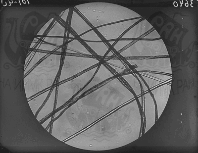 Волокна шерсти