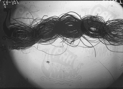 Микрофотография ткани из раскопок