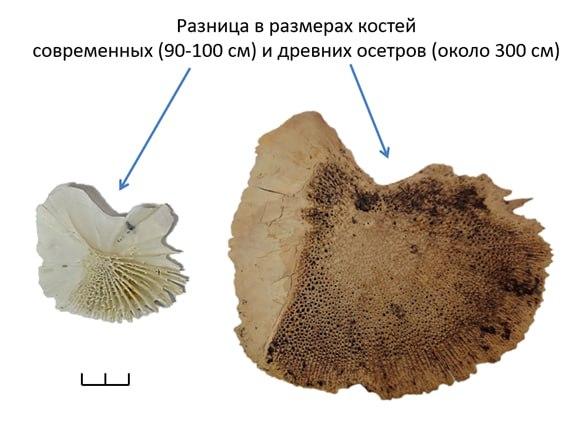 Разница в размерах костей современных и древних осетров