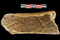 Неандертальский сюрприз из Хотылёво I: выявлена орнаментированная кость